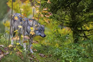 One eurasian gray wolf (Canis lupus lupus) stands on a hill