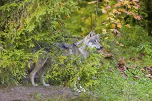 One eurasian gray wolf (Canis lupus lupus) stands on a hill
