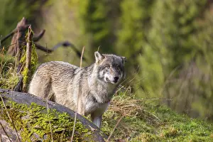 A Eurasian gray wolf (Canis lupus lupus) stands on a hill behind a tree trunk lying on the ground