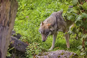 A eurasian gray wolf (Canis lupus lupus) stands on hilly terrain between a dead tree and a bush