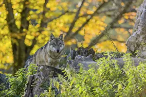 One eurasian gray wolf (Canis lupus lupus) stands on a log in front of a rock observing the area