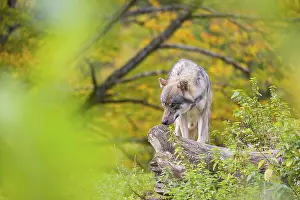 A Eurasian gray wolf (Canis lupus lupus) stands on a lying tree trunk on top of a small hill
