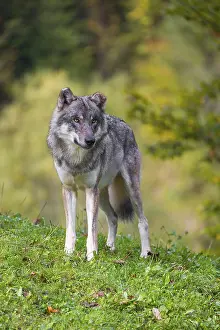 A eurasian gray wolf (Canis lupus lupus) stands on a meadow on a hill with a colourful foliage in the background