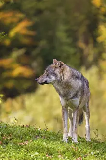 A eurasian gray wolf (Canis lupus lupus) stands on a meadow on a hill with a colourful foliage in the background