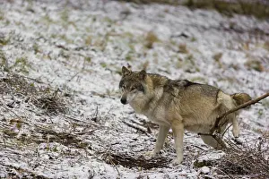 One eurasian gray wolf (Canis lupus lupus) stands on a snowy meadow in an open forest and marks his area