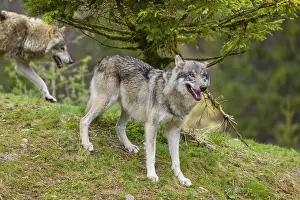 One eurasian gray wolf (Canis lupus lupus) stands under a spruce tree