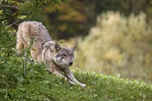 A Eurasian gray wolf (Canis lupus lupus) stretches out on a green meadow on hilly terrain