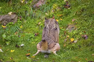 A eurasian gray wolf (Canis lupus lupus) urinates on a green meadow in an open forest