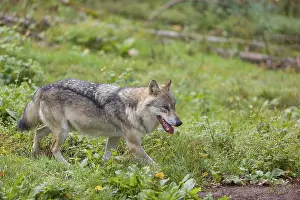 One eurasian gray wolf (Canis lupus lupus) walking over a green meadow in an open forest