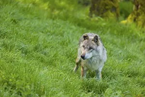 One eurasian gray wolf (Canis lupus lupus) walks over a green meadow in an open forest