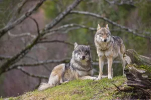 Two eurasian gray wolves (Canis lupus lupus)