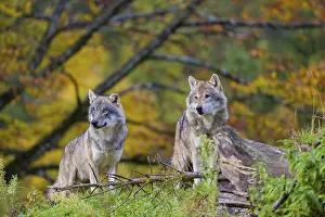 Two eurasian gray wolves (Canis lupus lupus)