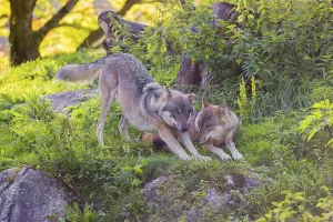 Two eurasian gray wolves (Canis lupus lupus)