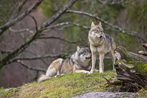 Two eurasian gray wolves (Canis lupus lupus)