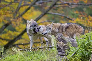 Three eurasian gray wolves (Canis lupus lupus) meet on a hill