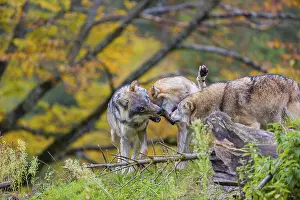 Three eurasian gray wolves (Canis lupus lupus) meet on a hill
