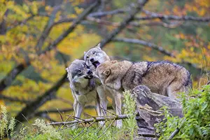 Three eurasian gray wolves (Canis lupus lupus) meet on a hill