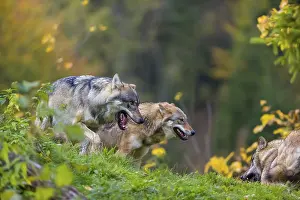 Three eurasian gray wolves (Canis lupus lupus) meet on a hill