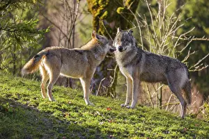 Two Eurasian gray wolves (Canis lupus lupus) meet on a meadow