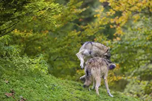 Two eurasian gray wolves (Canis lupus lupus) play on a hill