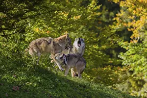 Three eurasian gray wolves (Canis lupus lupus) play on a hill