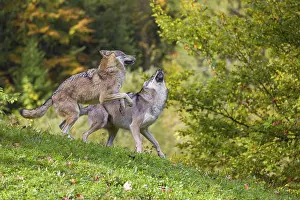 Two Eurasian gray wolves (Canis lupus lupus) play with each other in a meadow on a hill