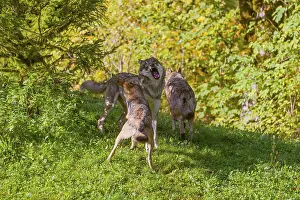 Three eurasian gray wolves (Canis lupus lupus) play with each other on a meadow on a hill