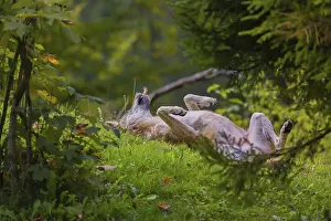 A eurasian gray wolves (Canis lupus lupus) rolls on a meadow and plays with a bone