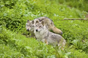 Two eurasian gray wolves (Canis lupus lupus) run over a green meadow in an open forest