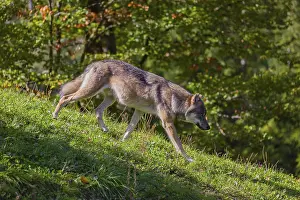A eurasian gray wolves (Canis lupus lupus) runs across a meadow on a hill