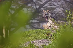 Two Eurasian gray wolves (Canis lupus lupus) stand on a foggy day