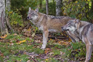 Two eurasian gray wolves (Canis lupus lupus) stand at a forest edge