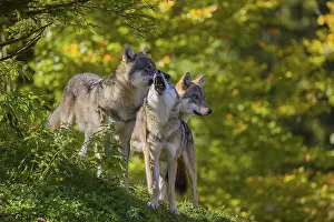 Three eurasian gray wolves (Canis lupus lupus) stand on a hill