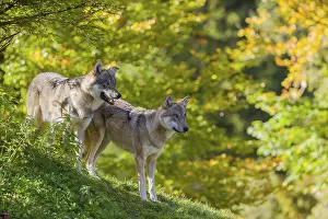 Two eurasian gray wolves (Canis lupus lupus) stand on a hill