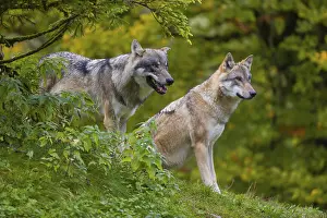 Two eurasian gray wolves (Canis lupus lupus) stand on a hill