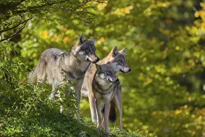 Three eurasian gray wolves (Canis lupus lupus) stand on a hill