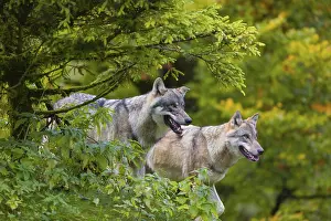 Two eurasian gray wolves (Canis lupus lupus) stand on a hill
