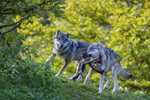 Two Eurasian gray wolves (Canis lupus lupus) standing on a hill