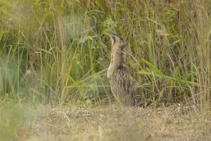 Eurasian or Great bittern (Botaurus stellaris) adult bird stood in a reedbed clearing