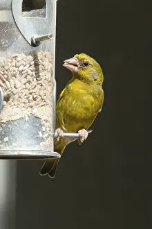 Eurasian greenfinch (Chloris chloris) adult male garden bird feeding on sunflower seed hearts from a bird feeder