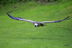 Eurasian Griffon or Griffon Vulture (Gyps fulvus)