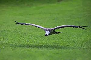Eurasian Griffon or Griffon Vulture (Gyps fulvus)