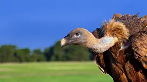 Eurasian Griffon Vulture, Gyps fulvus