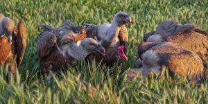 Eurasian Griffon Vulture, Gyps fulvus