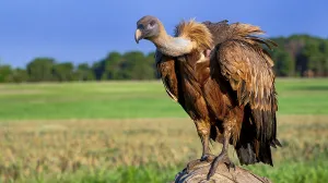 Eurasian Griffon Vulture, Gyps fulvus