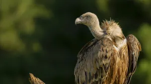 Eurasian Griffon Vulture, Gyps fulvus