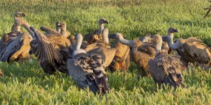 Eurasian Griffon Vulture, Gyps fulvus