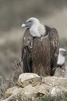 Eurasian Griffon Vulture (Gyps fulvus)
