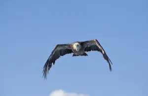 Eurasian Griffon Vulture (gyps fulvus)