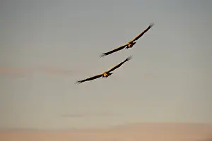 Eurasian Griffon Vulture (Gyps fulvus) two adults